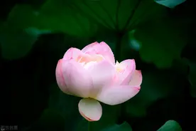 芳华流年，浮生如梦，谁倾一生安暖，抚我半世沧桑图片