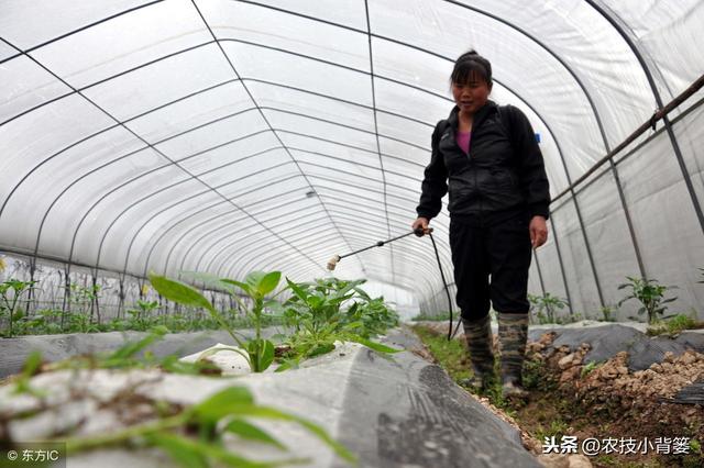 磷酸二氢钾与红糖复配的增产“偏方”，究竟有没有效果？