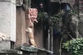 男子楼下散步，发现一户人家窗外有动静，放大画面后忍不住手抖图片