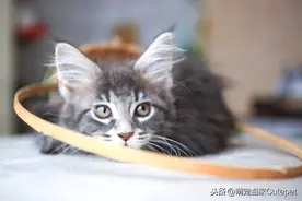 猫咪的8个冷知识，猫咪为你做的这些事，你都知道吗？图片