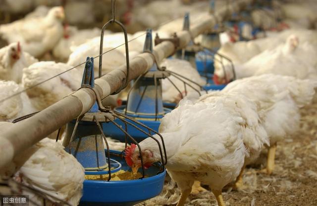 浅谈精氨酸对肉鸡的重要性