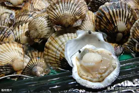 扇贝的6种美味做法，在家也可吃出大餐的味道图片