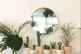 网红仙人掌如何养护？图片