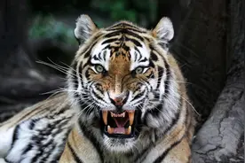 人真的能打死武装到牙齿的老虎吗？武松可能压根就不是人图片