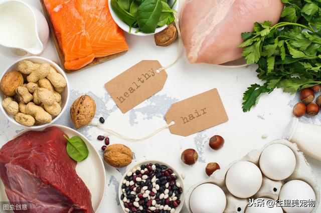 科普：养狗，这6种营养物质，缺一不可