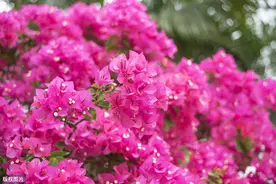 三角梅不开花，“栽”在施肥上，施肥合理，懒花变勤花，花开不断图片