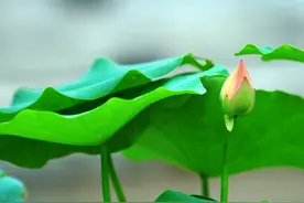 独处，是一个人的清欢图片