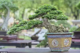 60后盆景大师的忠告，不能进的10个误区，踩中1个，白干1年图片