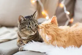 猫主子为何老是喜欢蹭自己图片