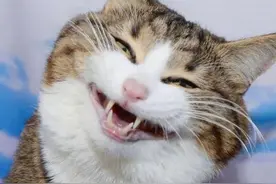 猫咪与宝宝相互陪伴、相互成长、充满爱的温暖漫画图片