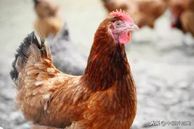 鸡舍的环境要求，怎样控制鸡舍环境？图片