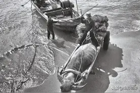 海南岛西南部水牛将逐步退出农耕作业，反而活跃在渔耕文化舞台图片