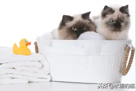 猫脏了一定要洗澡吗？哪些猫不适合用水洗澡？无水怎么洗猫？图片