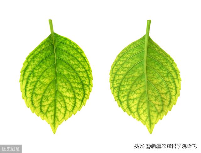 铁在玉米中的作用，如何在滴灌玉米中科学施用铁