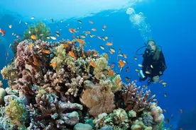 世界海洋日盘点国外绝美潜水胜地，探索奇妙海底世界图片