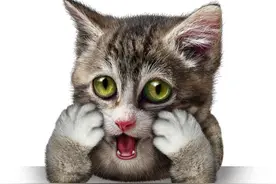 猫猫食欲不振，体温升高？可能你的猫猫患上了这三种疾病图片