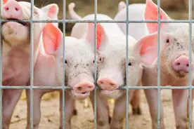 一旦猪发烧，有些养猪人就赶紧给猪用退烧药，这样做对吗？图片