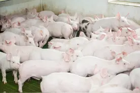 如何养猪才能瘦肉率高、抵抗力强、成长速度快？丨细节4要点图片