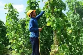三个时期禁用叶面肥！但是，这五种情况，必须使用叶面肥！图片