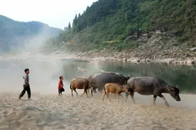 贵州苗家人竹筒饭，追寻小时候的味道图片