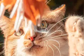 抽！抽！抽！交大喵咪图鉴，爱我就点开~图片