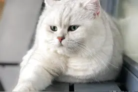 英短银渐层猫也可以长这么肥壮，是继承了橘猫的基因吗图片