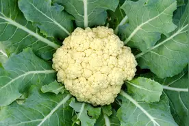 花椰菜病虫害防治原则你知道吗？看完这些，你就明白了图片