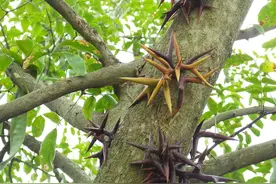 老兽医：家禽驱虫必备的四个巧用方，赚钱少不了图片
