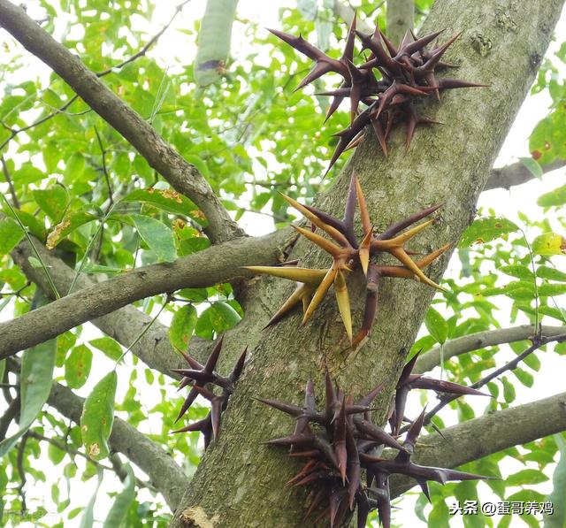 鸡皮肤痒用什么药