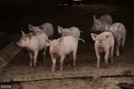 巧用土方治猪病，药虽小但作用大图片