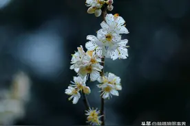 用小痰盂拍摄花卉，这两个重要方法，你知道吗？图片