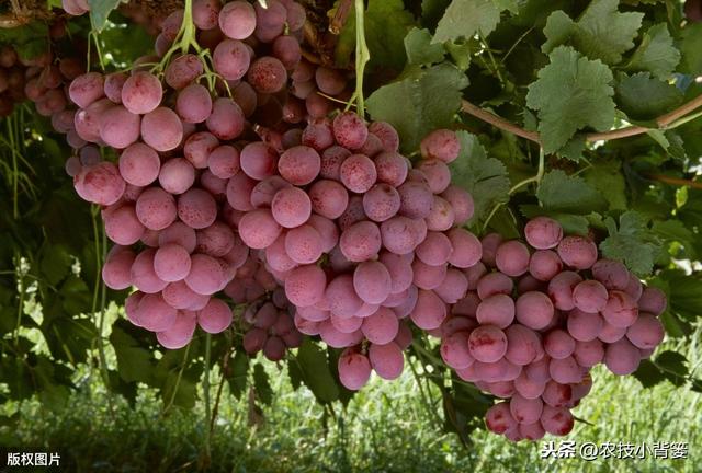 葡萄大小粒，产量品质双降低！7种诱发原因、8种防治方法记心底
