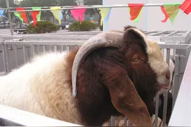纯种波尔山羊育肥过程中精料搭配技术，波尔山羊种羊繁殖利润更高图片