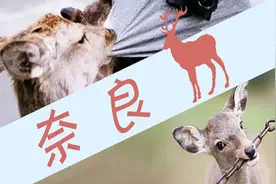 奈良的小鹿根本没你想象的那么萌图片