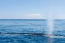 深海动物到浅海或者海面后会不会胀爆？图片