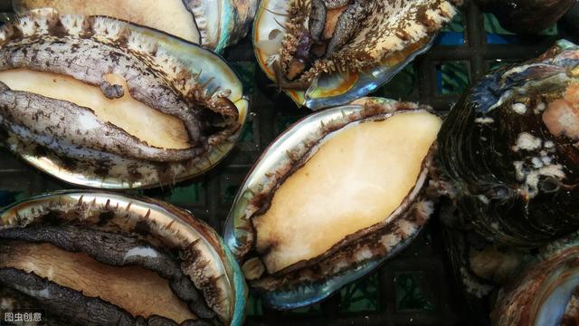 鲍鱼是名贵的海珍品之一,一直以来,鲍鱼都是餐桌上的名贵食材代表,被