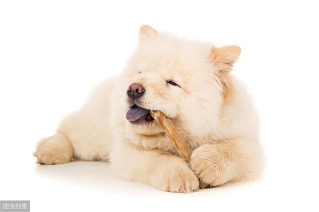 长得最像熊的6种狗狗，熊：最后的那只，真的不是我家属吗？