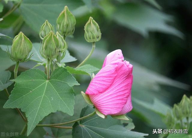 秋花芙蓉，木芙蓉诗词7首，你读过几首？