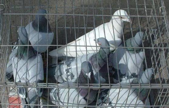 菜市场鸽子多少钱一只？鸽子的营养价值及功效作用