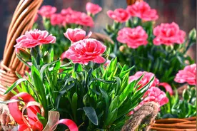 康乃馨，花期超长花色艳，日常“4点”需注意图片