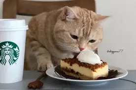 猫咪的精致的生活，精致会让喵感到满足与快乐图片