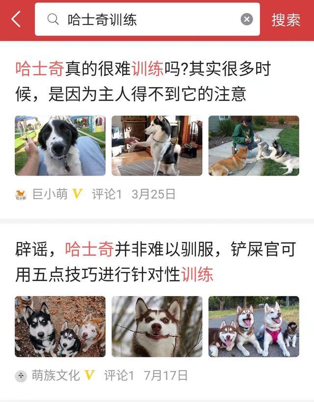 智商排名45的哈士奇，其实一点都不笨，主人掌握关键点即可