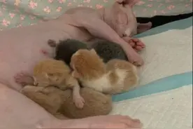 无毛猫生下一窝崽，铲屎官看了心里却拔凉拔凉的：有种被绿的感觉图片