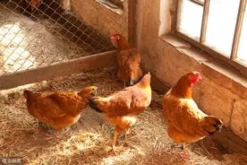 夏季鸡群的呼吸道症状，养殖户一定不要乱用药，浪费钱还无效图片