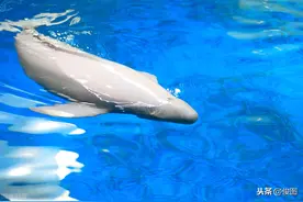 体重100多斤，“江猪”频现长江，比大熊猫还珍贵，全球约1000头图片