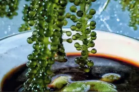 海葡萄颜值真的高，就是不知道吃起来怎么样图片