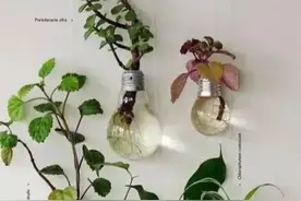 变废为宝，原来花盆也可以这样DIY？图片