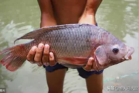 有着白肉三文鱼之称的罗非鱼如何垂钓？细述黑坑垂钓罗非鱼技巧图片