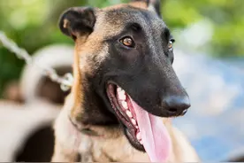 资深养狗人士：这六种狗狗不能随便养，它会用生命保护你图片