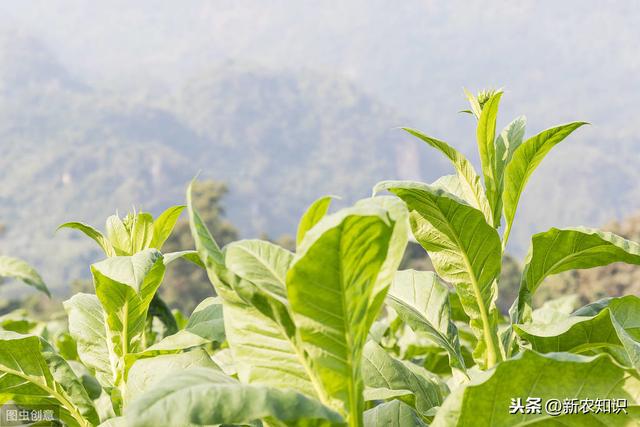 烟草的种植技术很重要，懂得这些方面，就可以种好